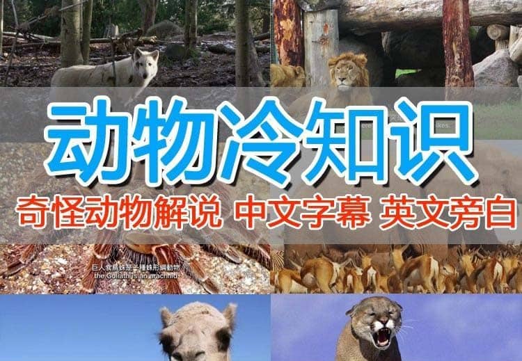 外面卖1699的国外纪录片解说（动物解说、美食、动画片）稳过中视频-云阁资源网